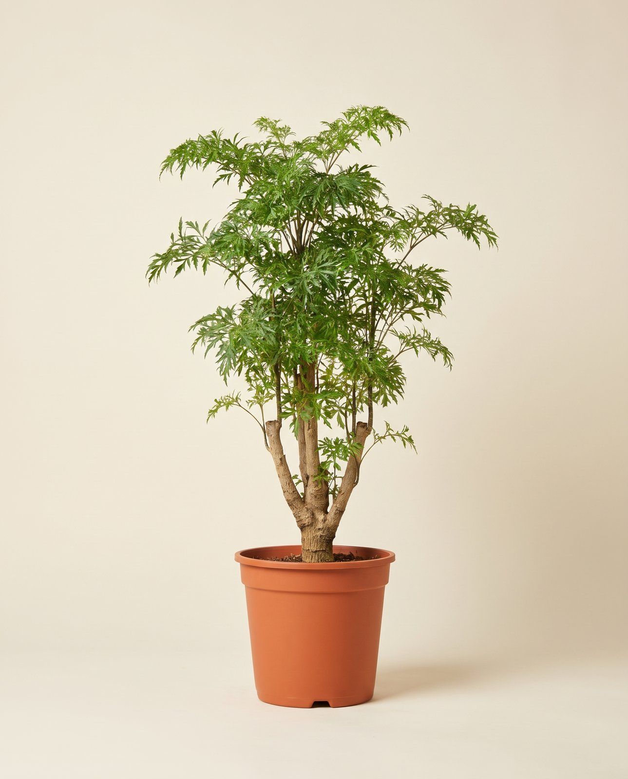 Polyscias Ming aralia Ming