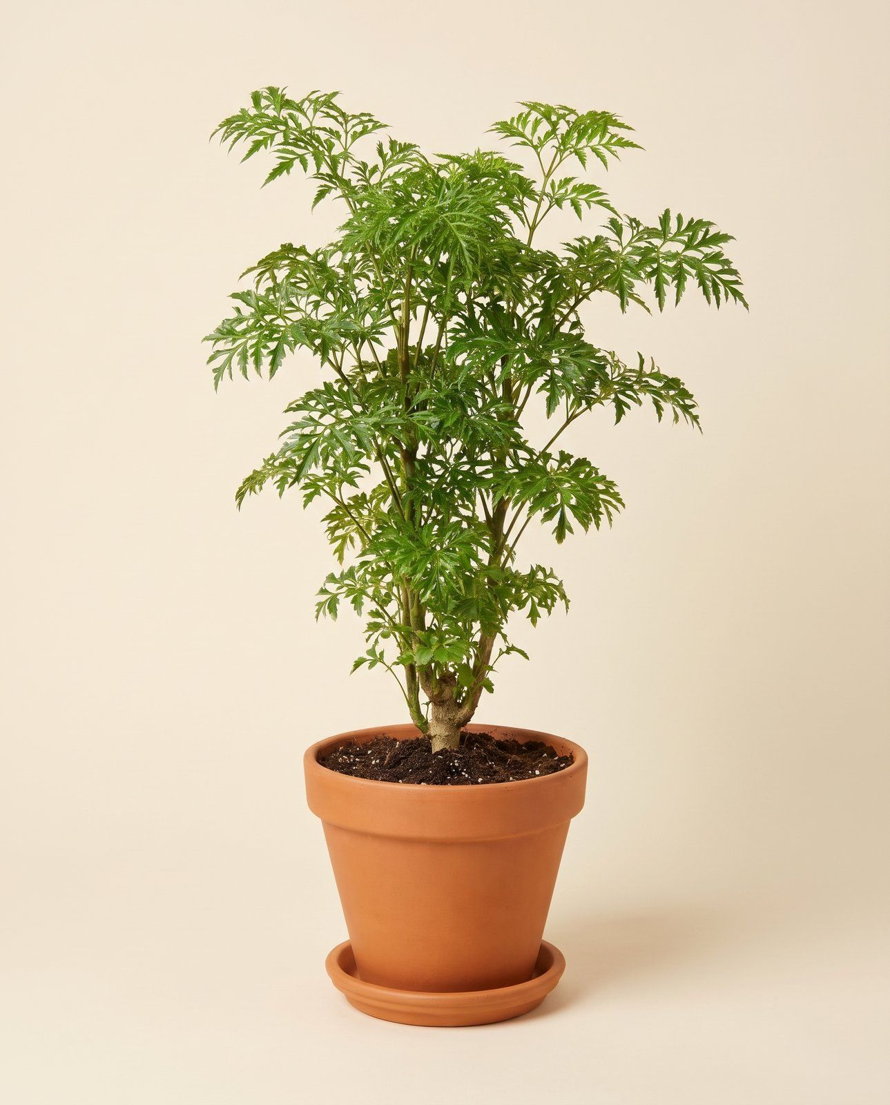 Polyscias Ming aralia Ming