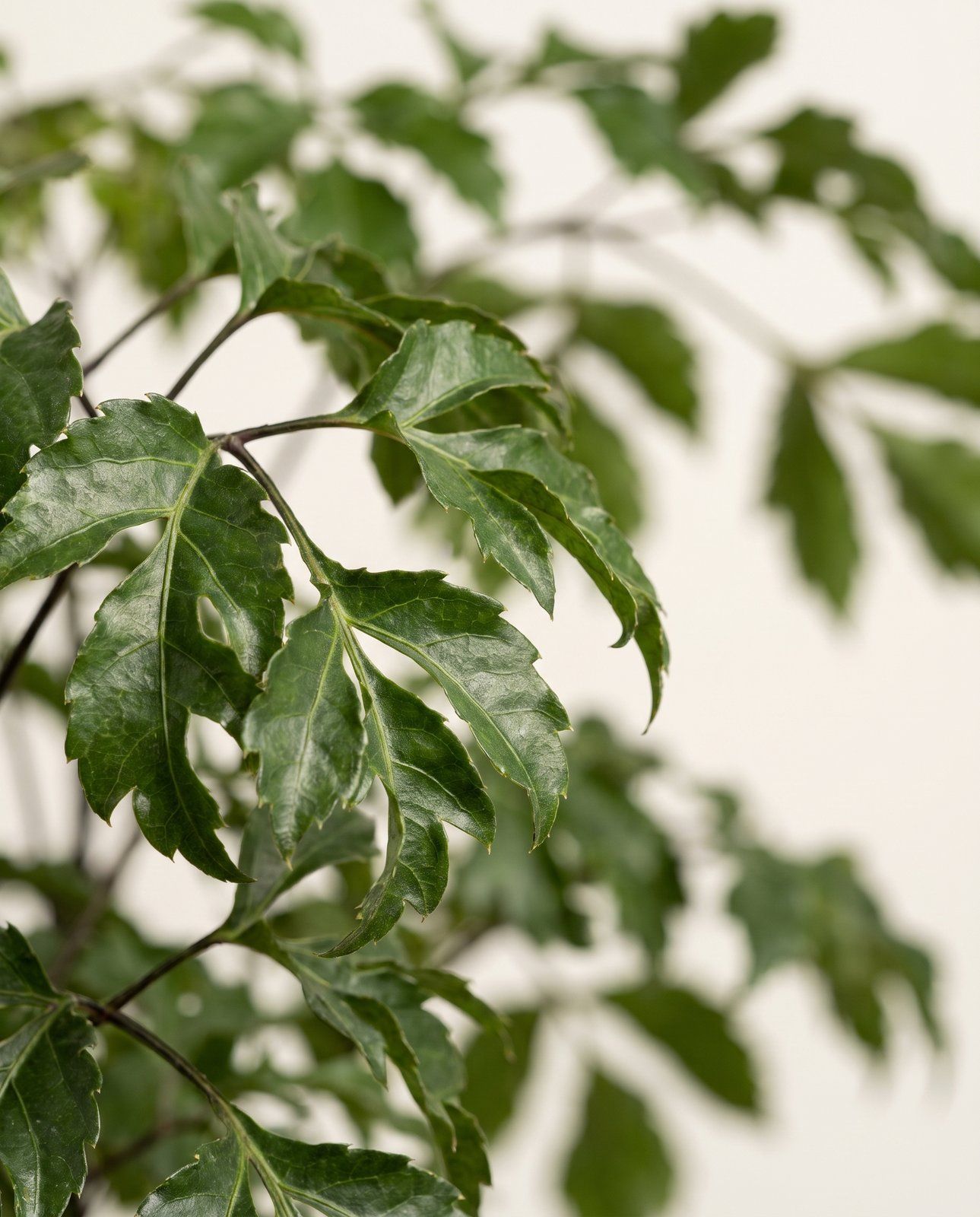Polyscias Ming aralia Ming