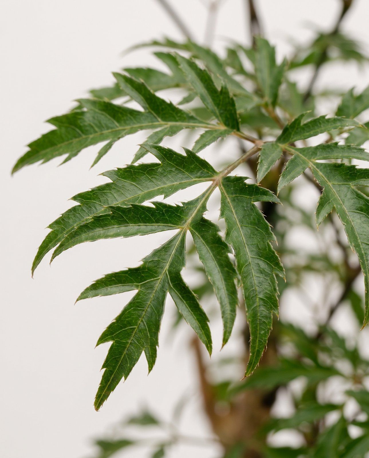 Polyscias Ming aralia Ming