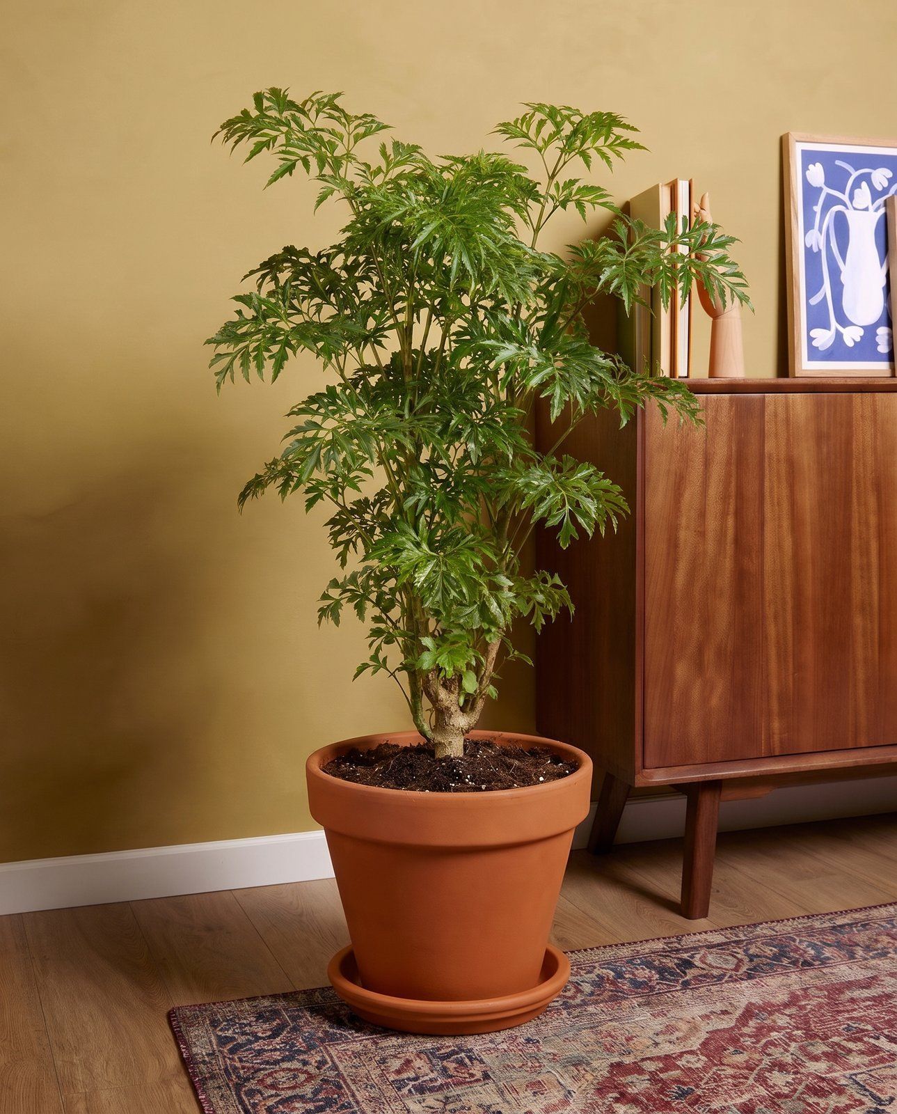 Polyscias Ming aralia Ming