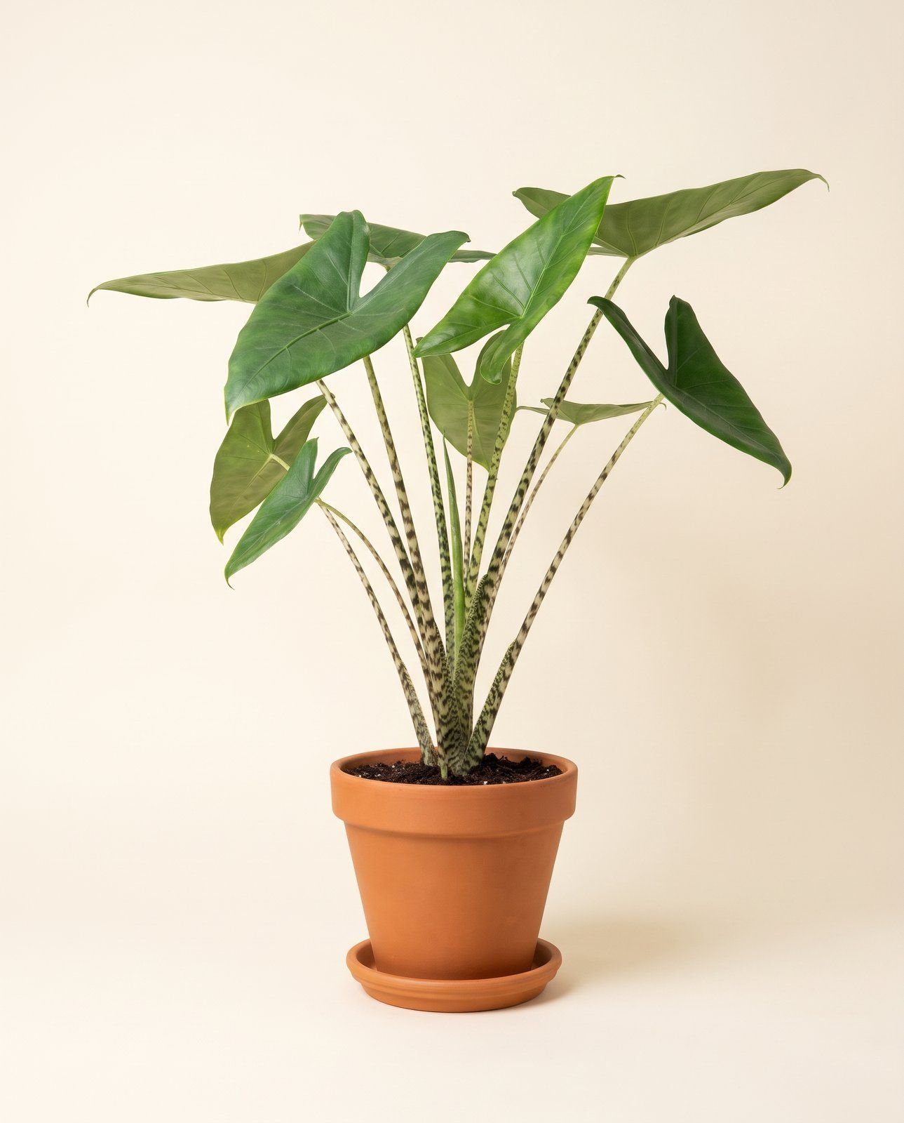 Alocasia Pfeilblätter Zebrina