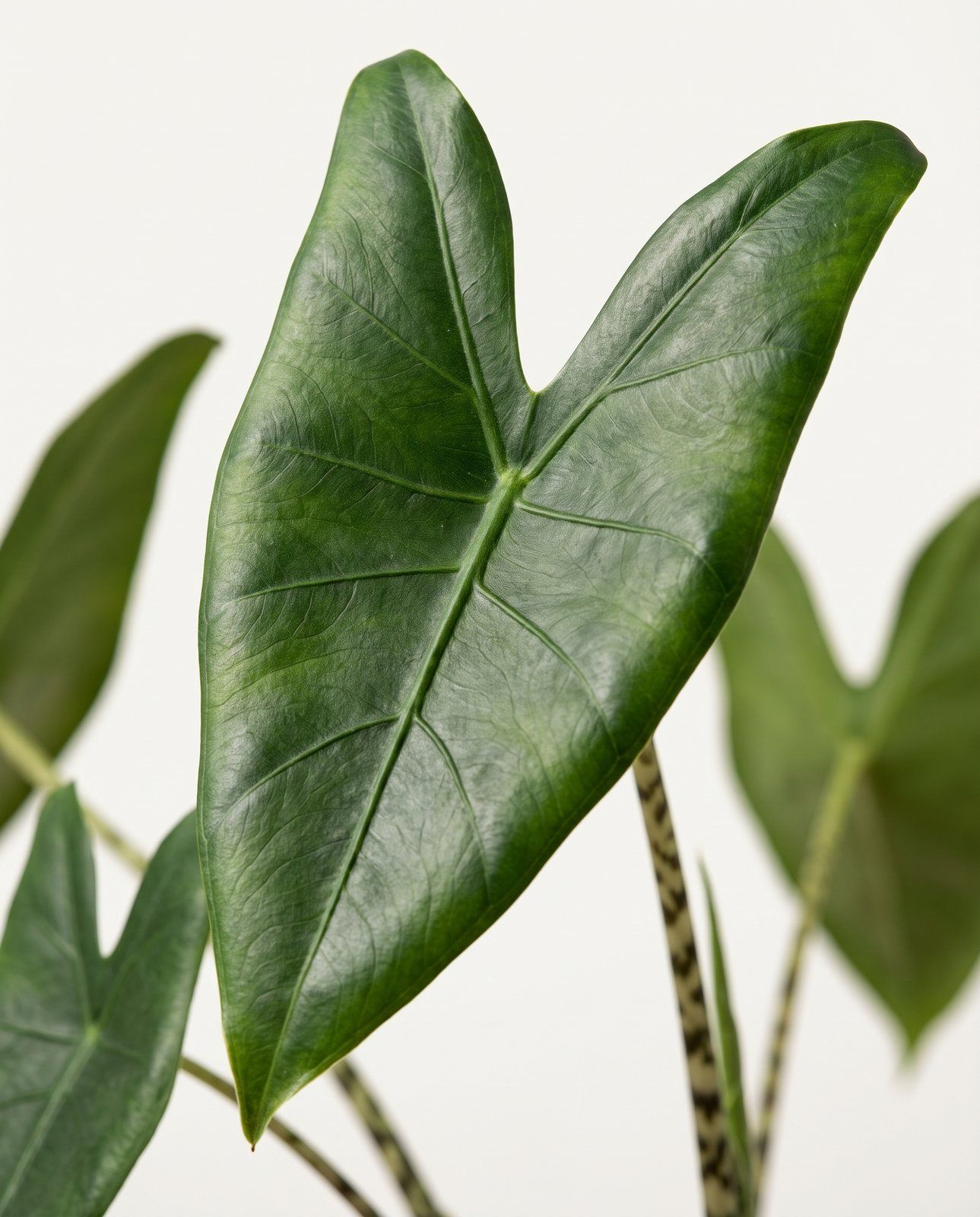 Alocasia Pfeilblätter Zebrina