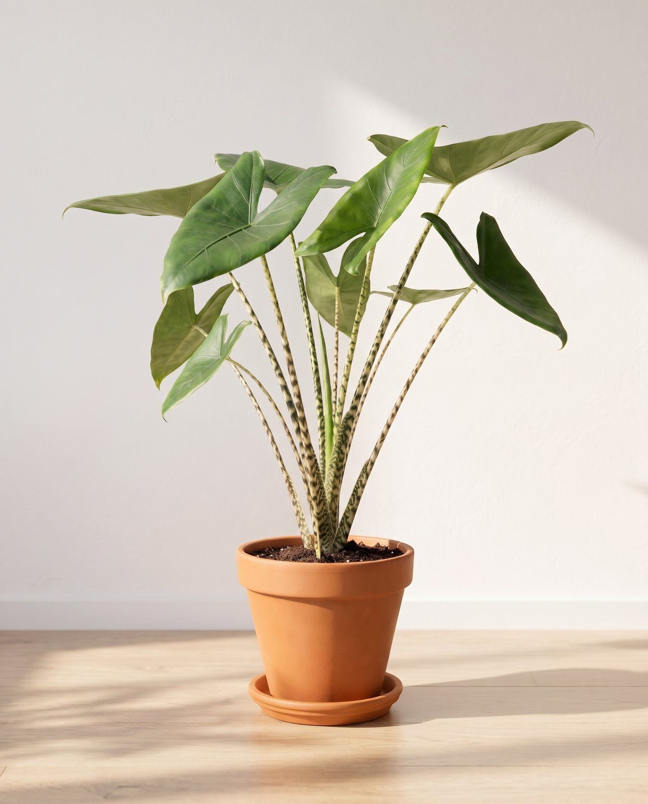 Alocasia Pfeilblätter Zebrina