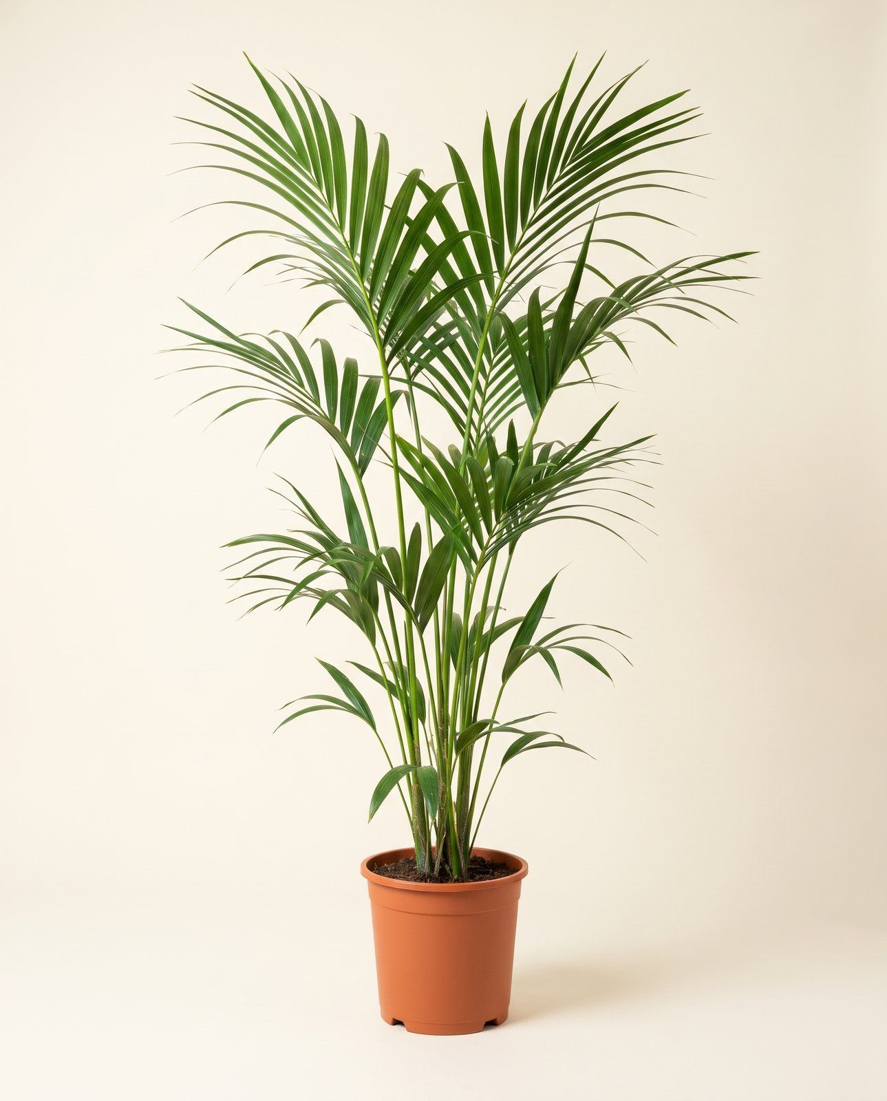 Howea Palmier Kentia Forsteriana