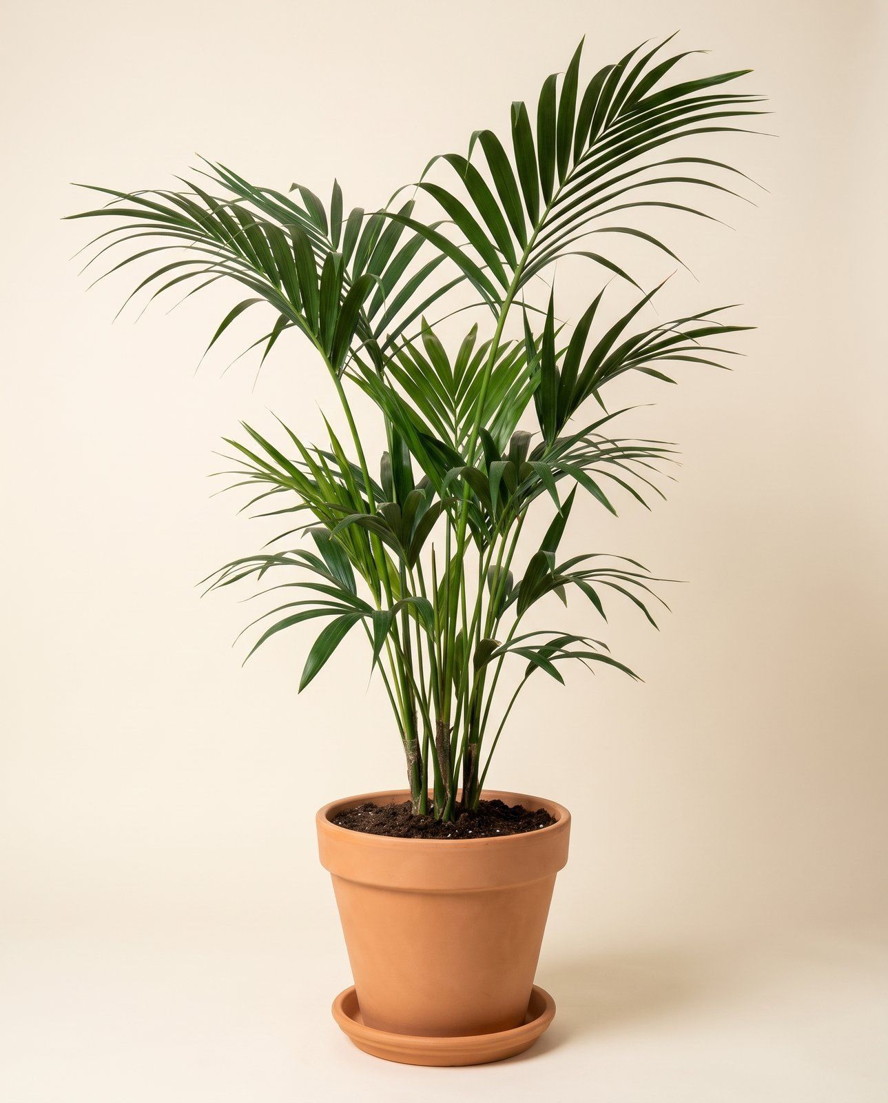 Howea Palmier Kentia Forsteriana