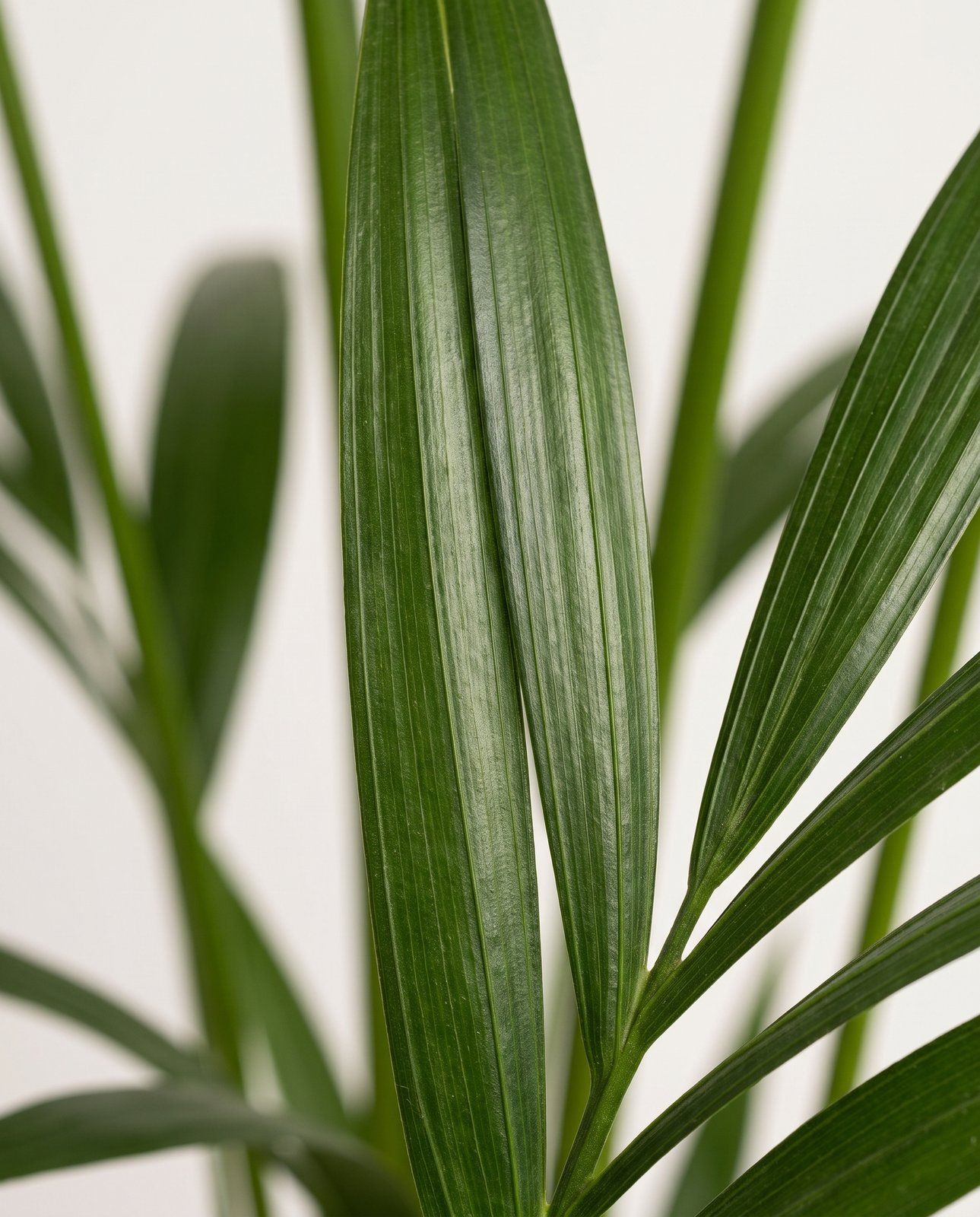Howea Palmier Kentia Forsteriana