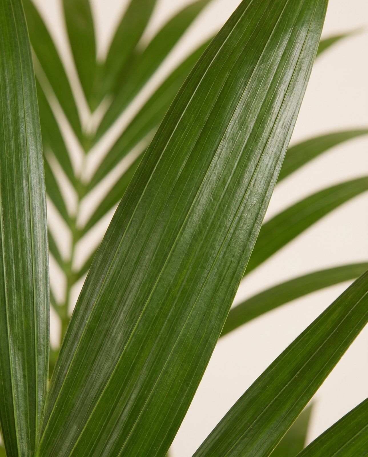 Howea Palmier Kentia Forsteriana