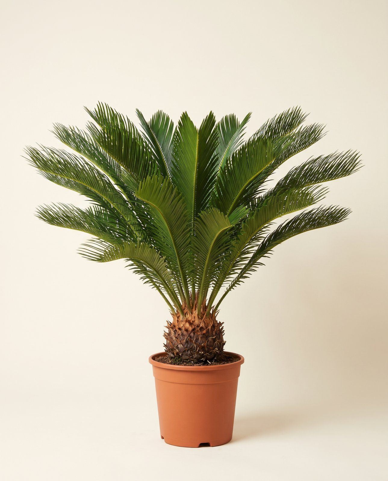 Cycas Palmfarn Revoluta