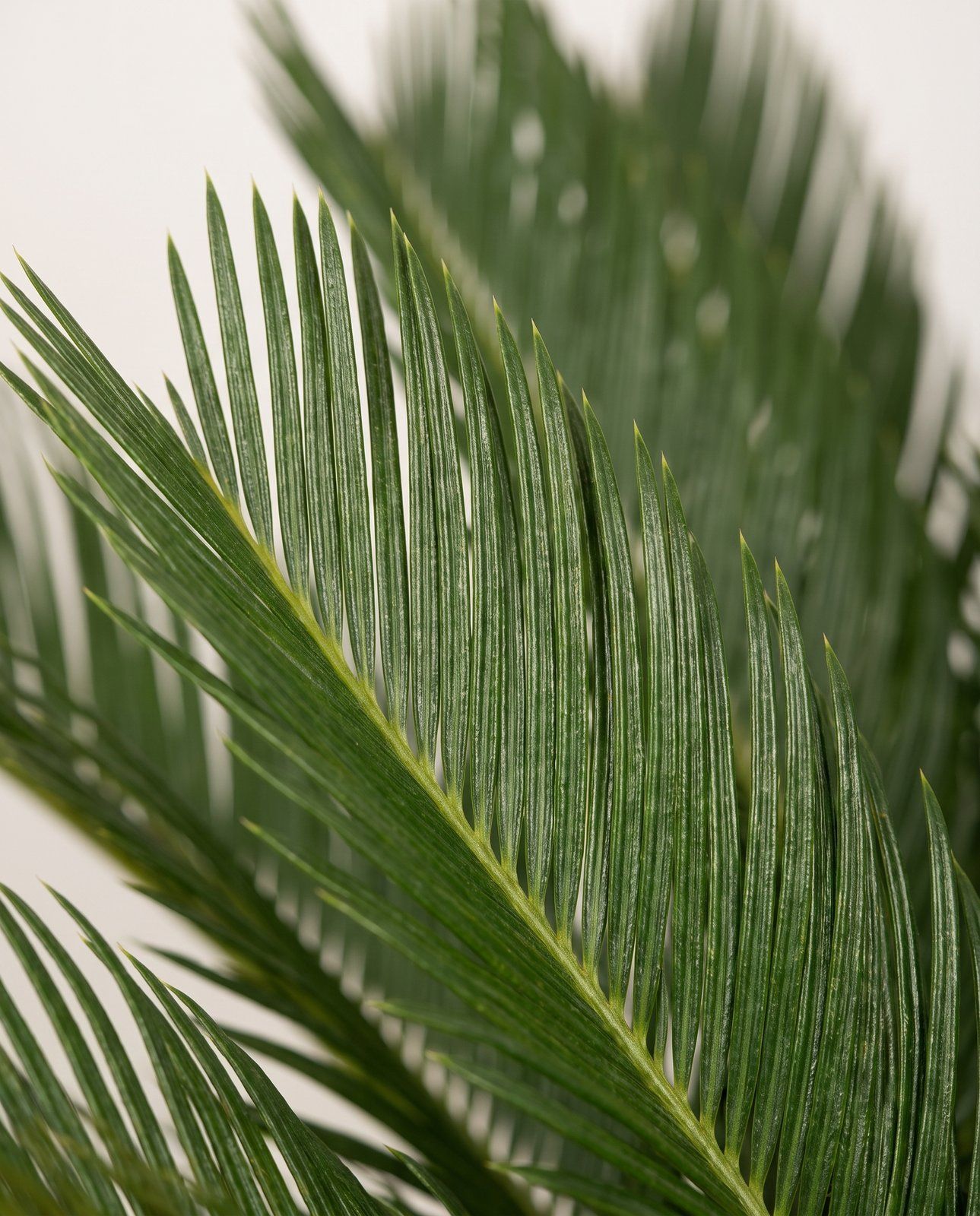 Cycas Palmfarn Revoluta