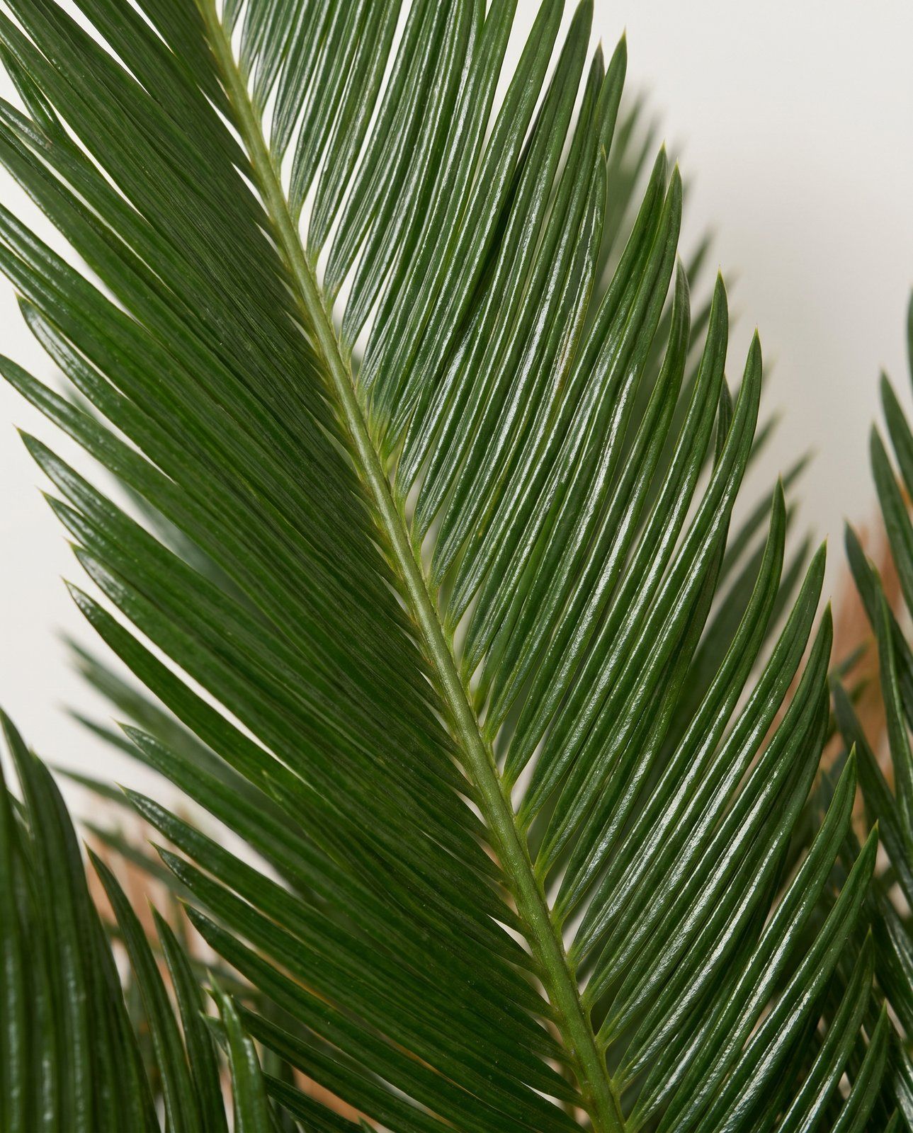 Cycas Palmfarn Revoluta