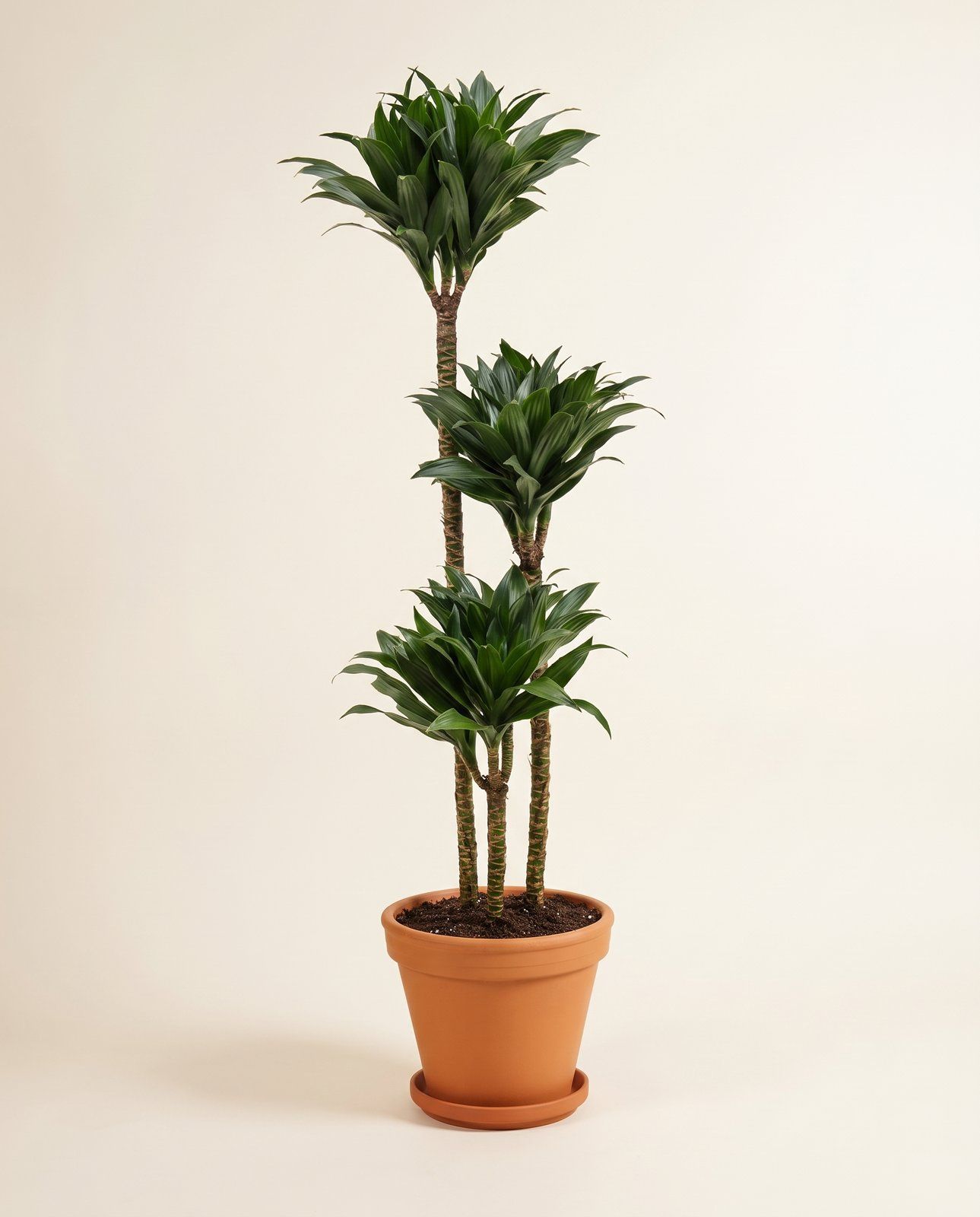 Dracaena Dragon tree Compacta