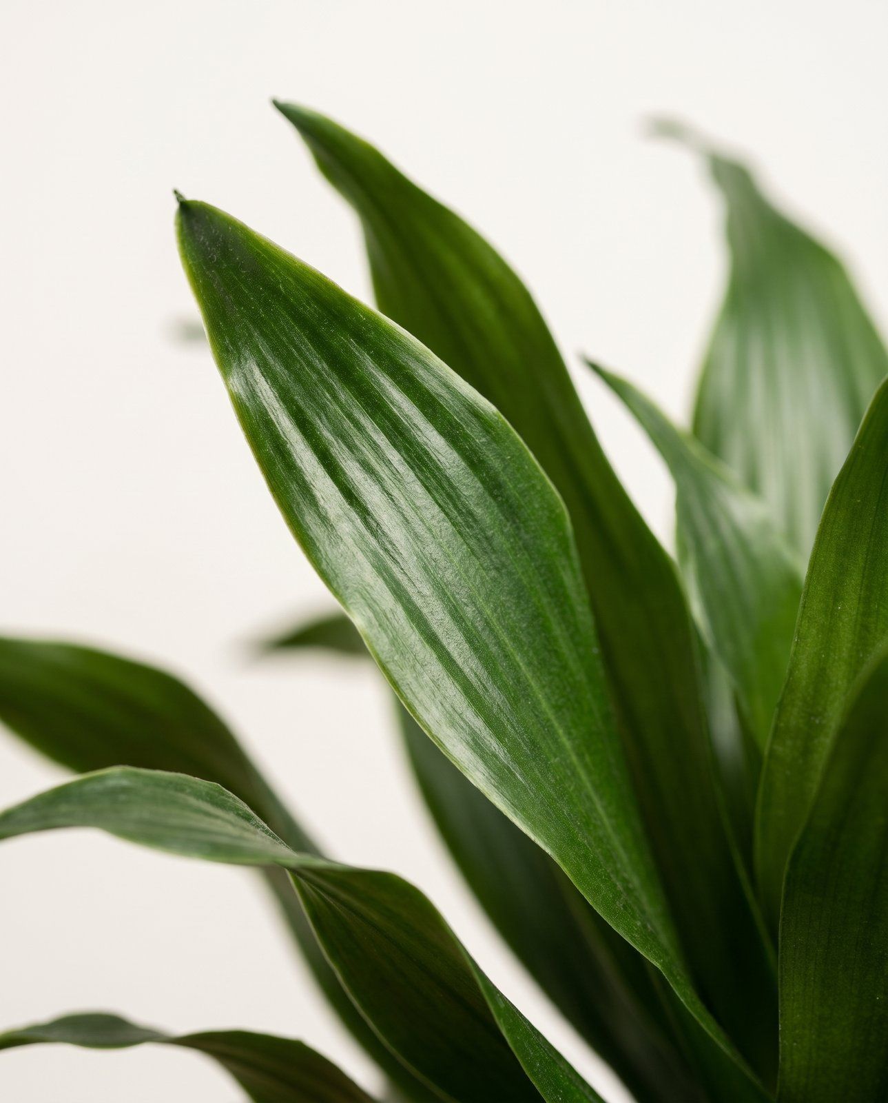 Dracaena Dragon tree Compacta