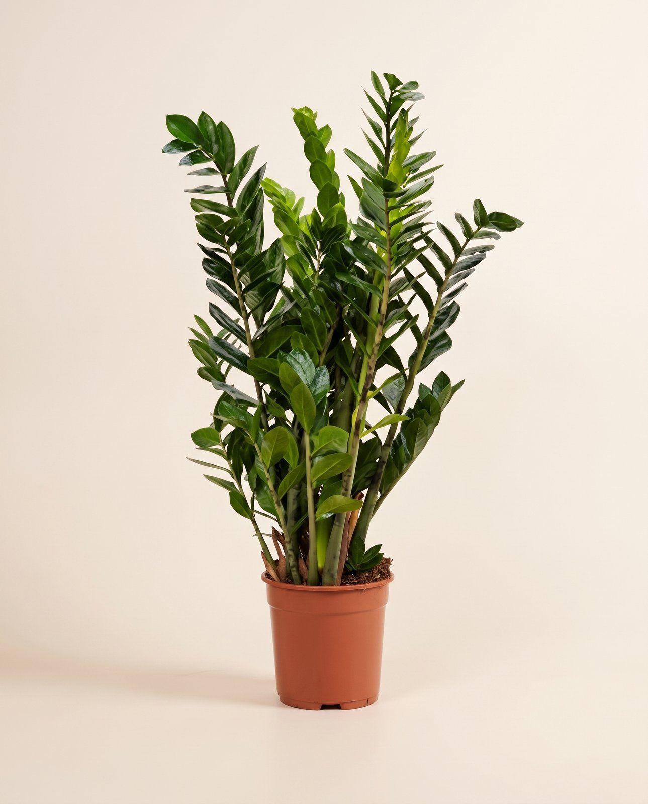 Zamioculcas ZZ plant Zamiifolia