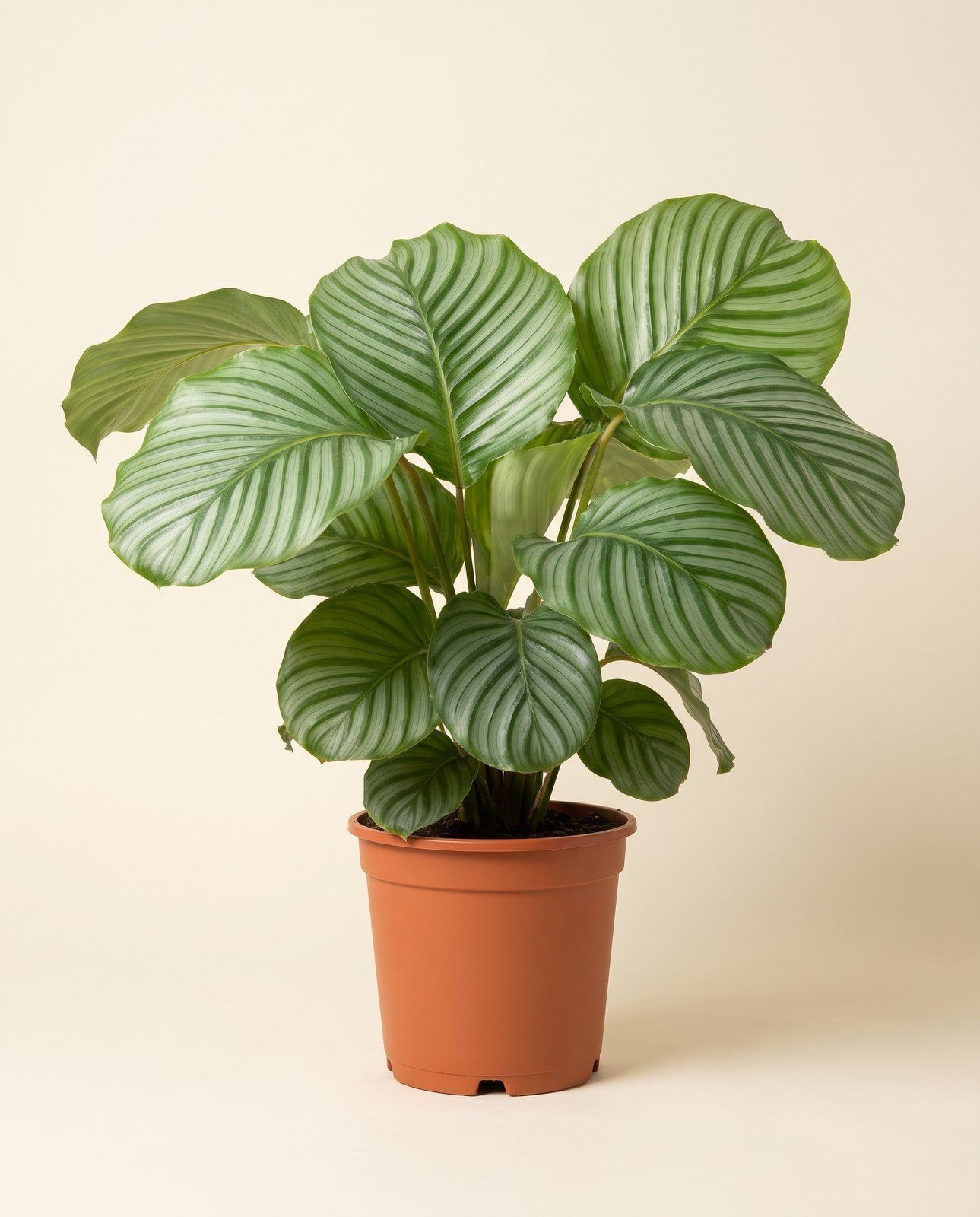 Calathea Prayer plant Orbifolia