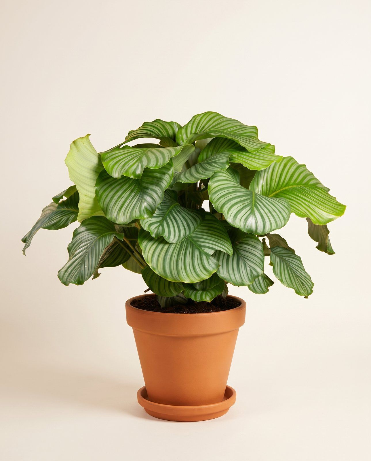 Calathea Prayer plant Orbifolia