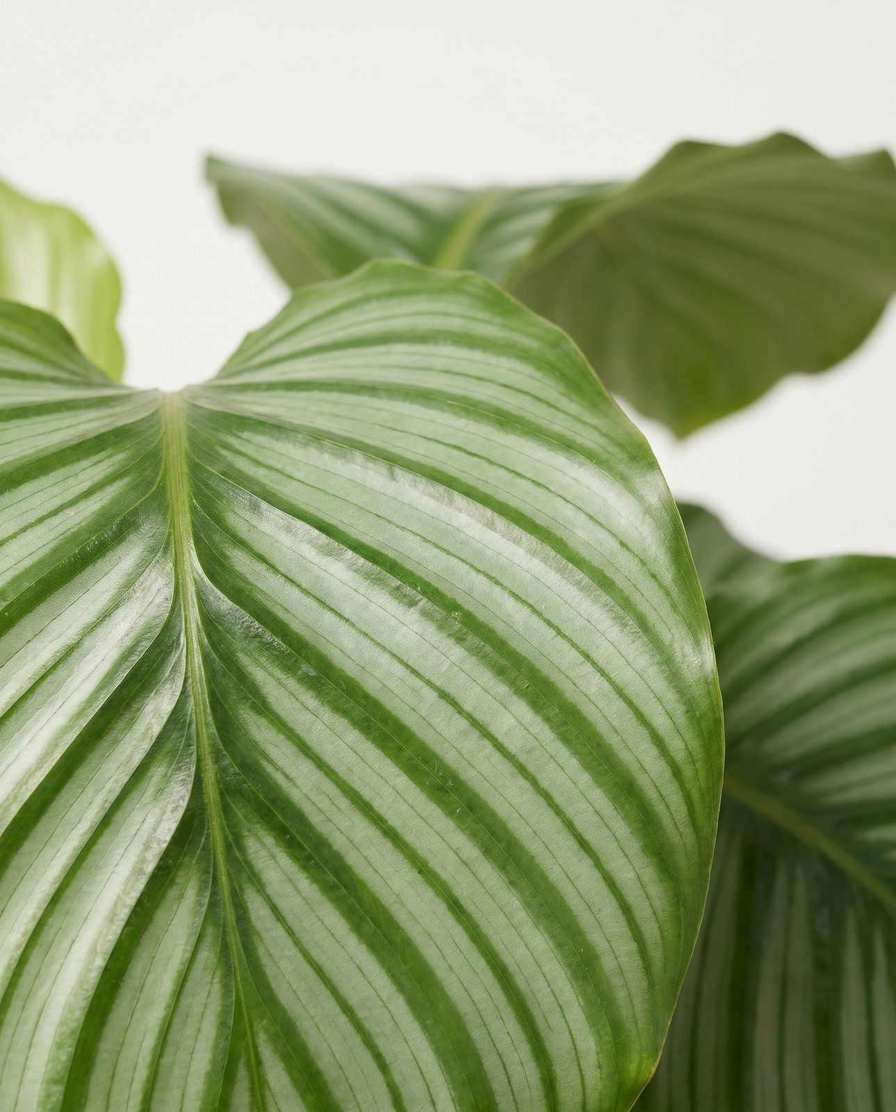 Calathea Prayer plant Orbifolia