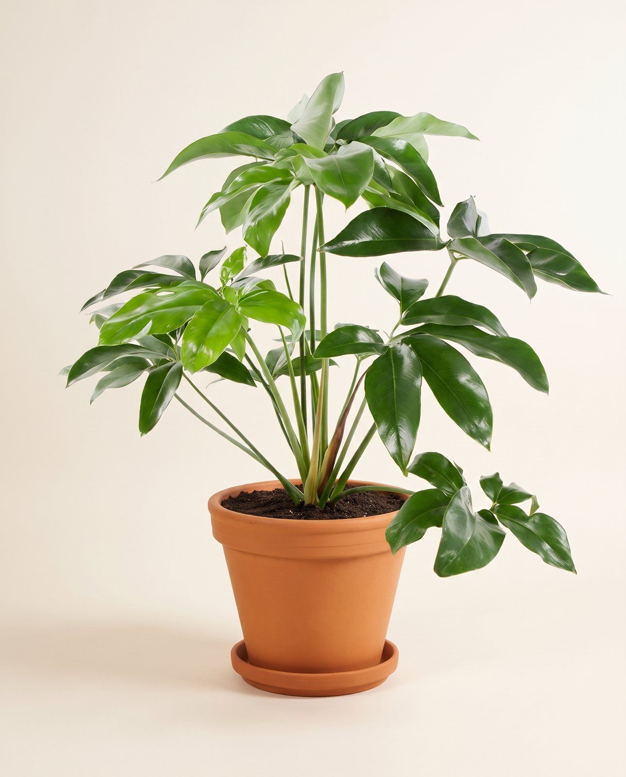 Philodendron Love tree Green Wonder