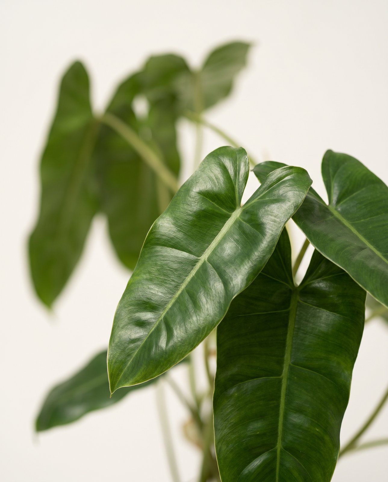 Philodendron Love tree Green Wonder