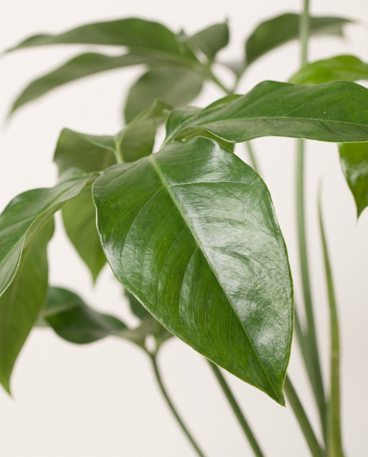 Philodendron Love tree Green Wonder