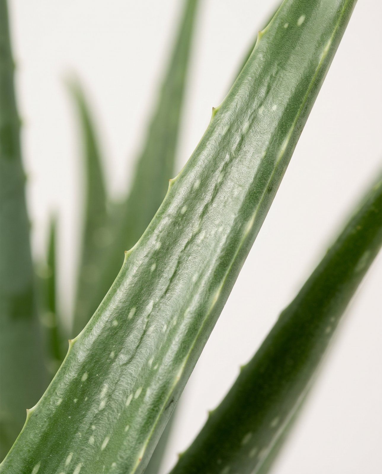 Aloe Echte Aloe Vera