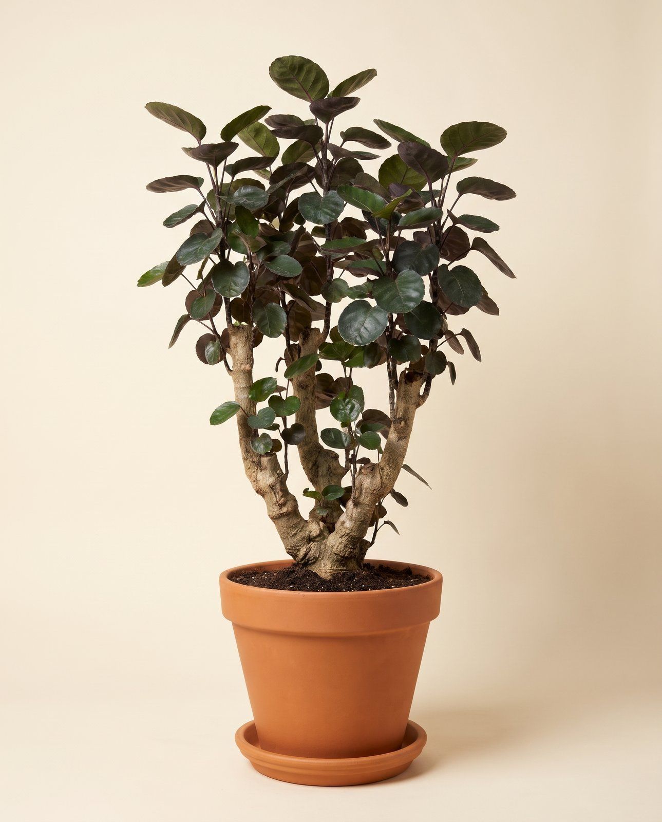 Polyscias Fiederaralie Fabian