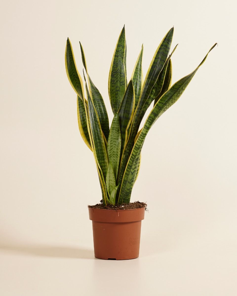 Sansevieria Laurentie Snake plant