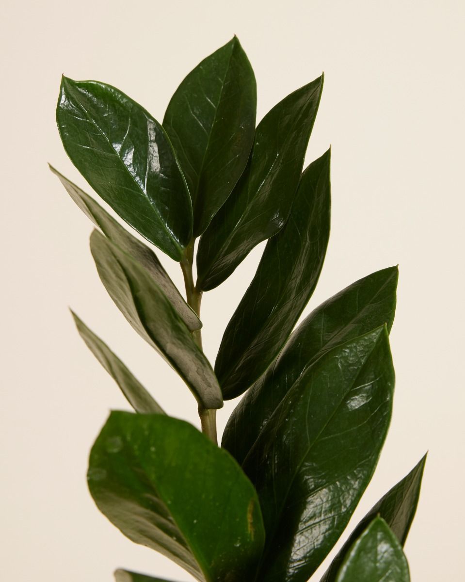 Zamioculcas Plante ZZ Zamiifolia