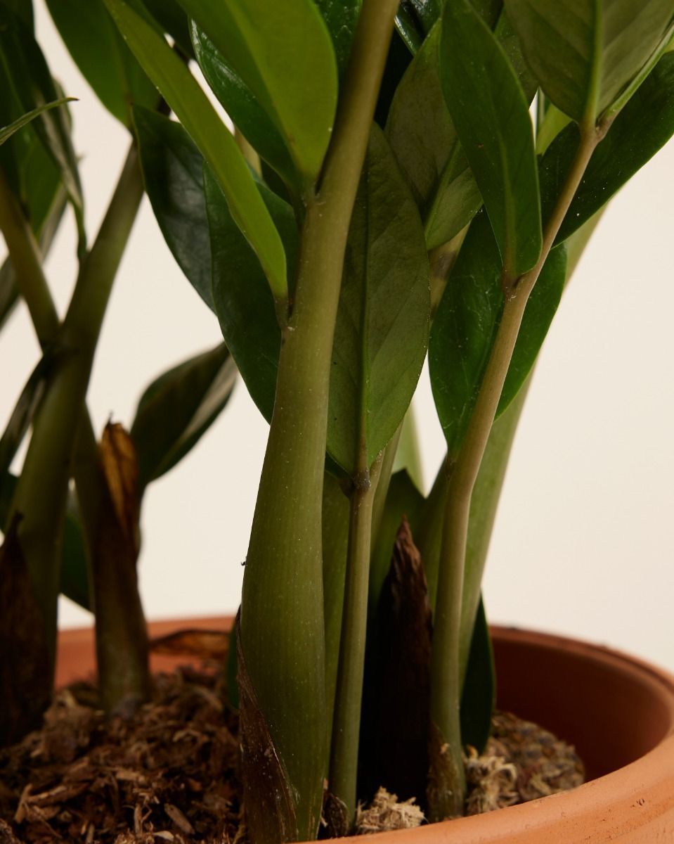 Zamioculcas Plante ZZ Zamiifolia