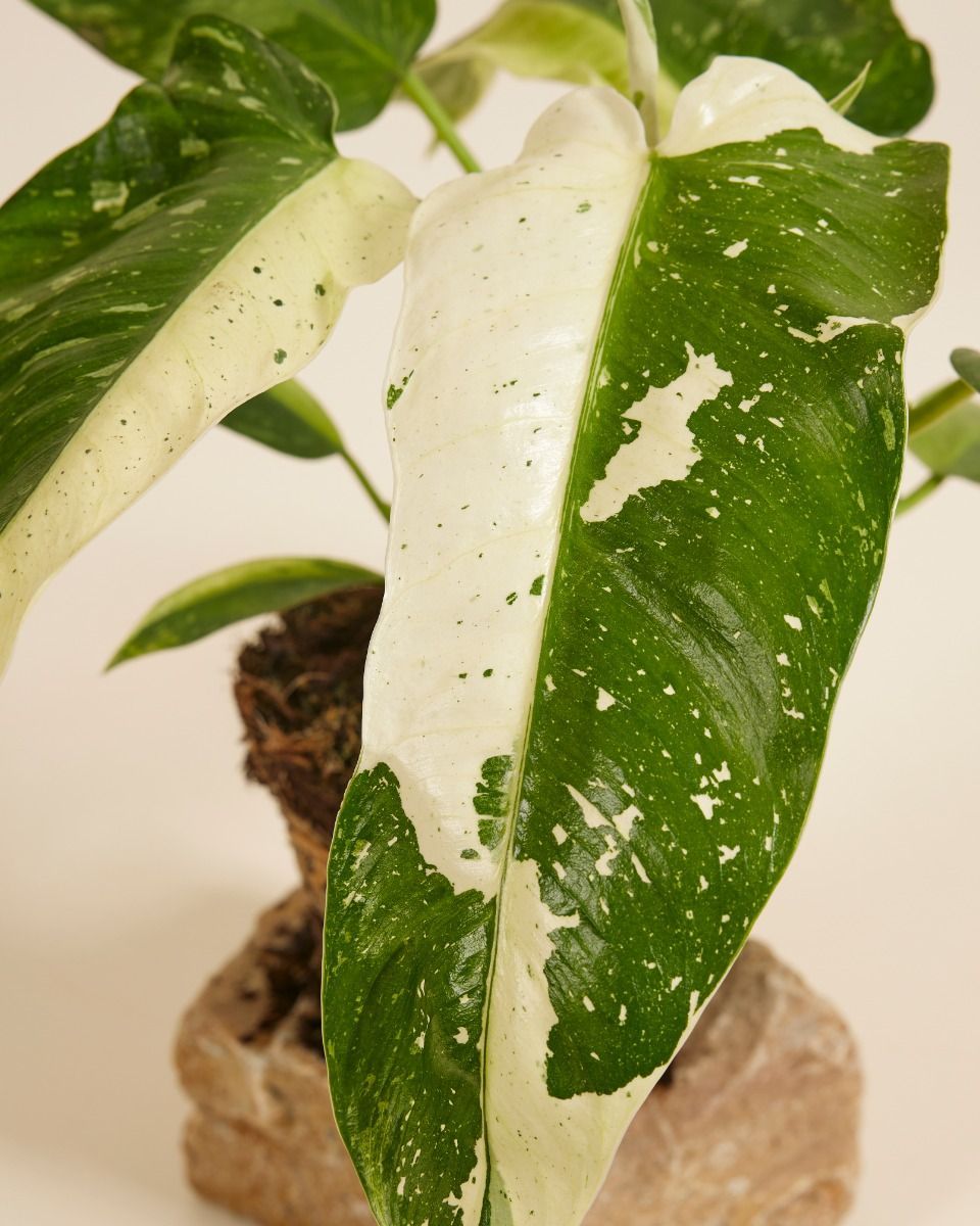Philodendron Jose Buono