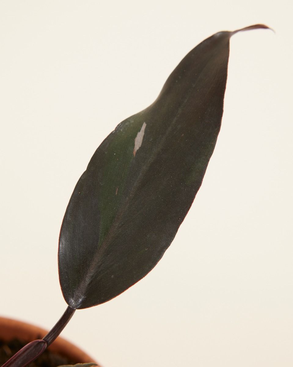 Philodendron Baumfreund Burgundy Princess