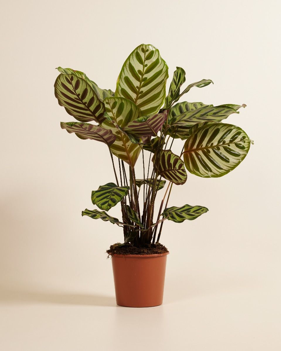 Calathea Peacock plant Makoyana