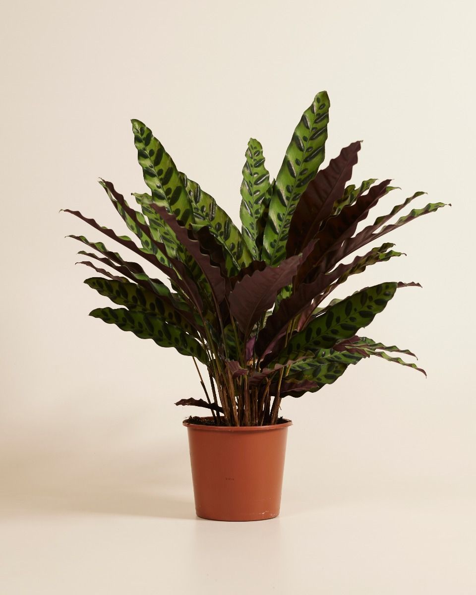 Calathea Rattlesnake plant Insigne