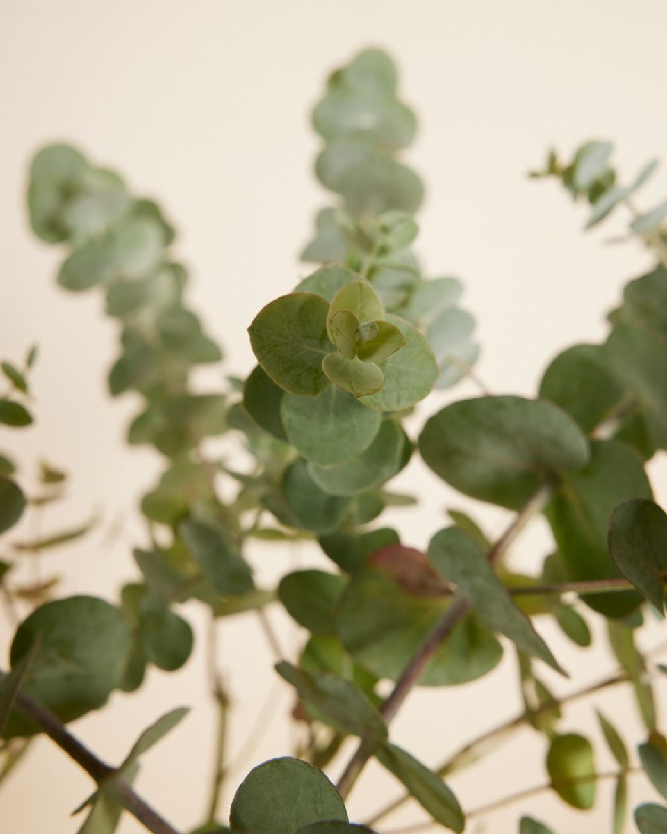 Eucalyptus Gunnii