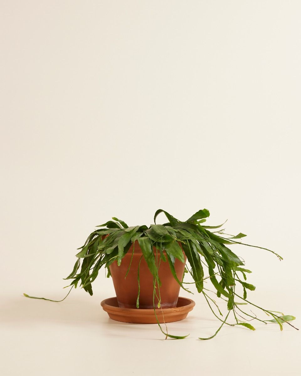 Rhipsalis Ramulosa Red Coral