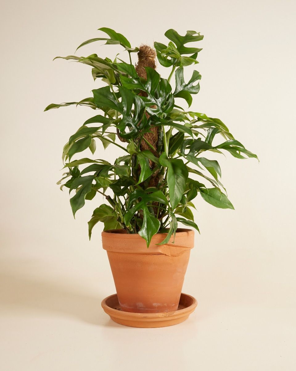 Rhaphidophora Monstera Minima Tetrasperma