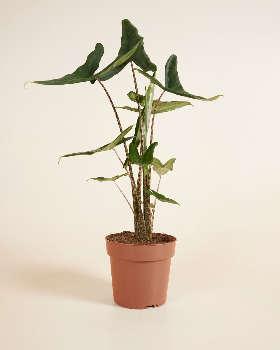 Alocasia Elephant Ears Tigrini