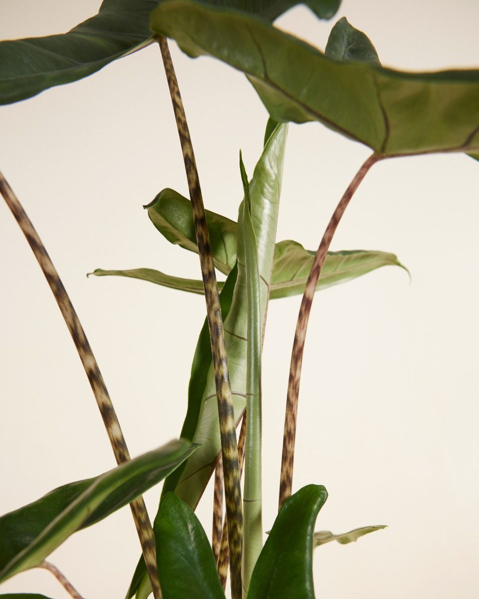 Alocasia Elephant Ears Tigrini