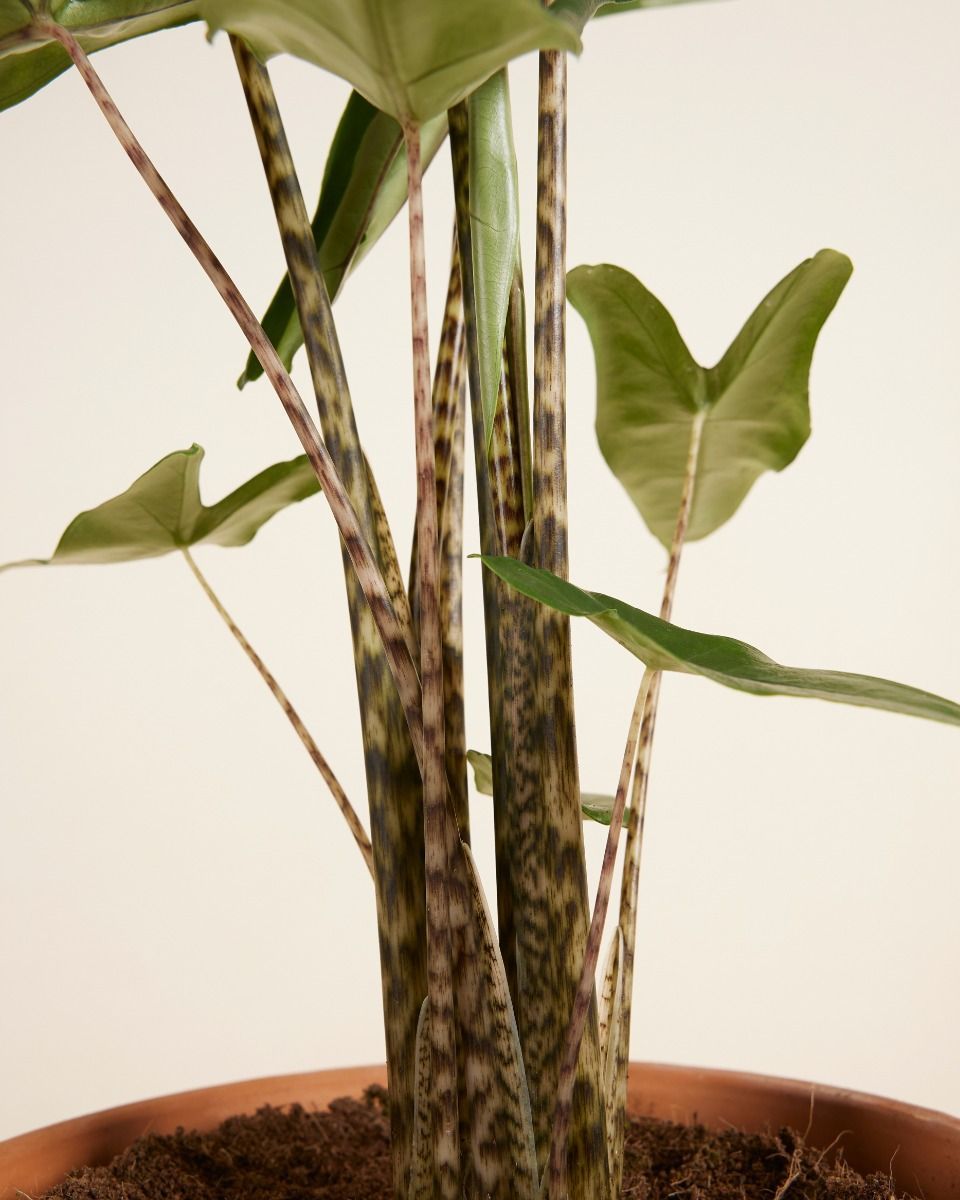 Alocasia Elephant Ears Tigrini