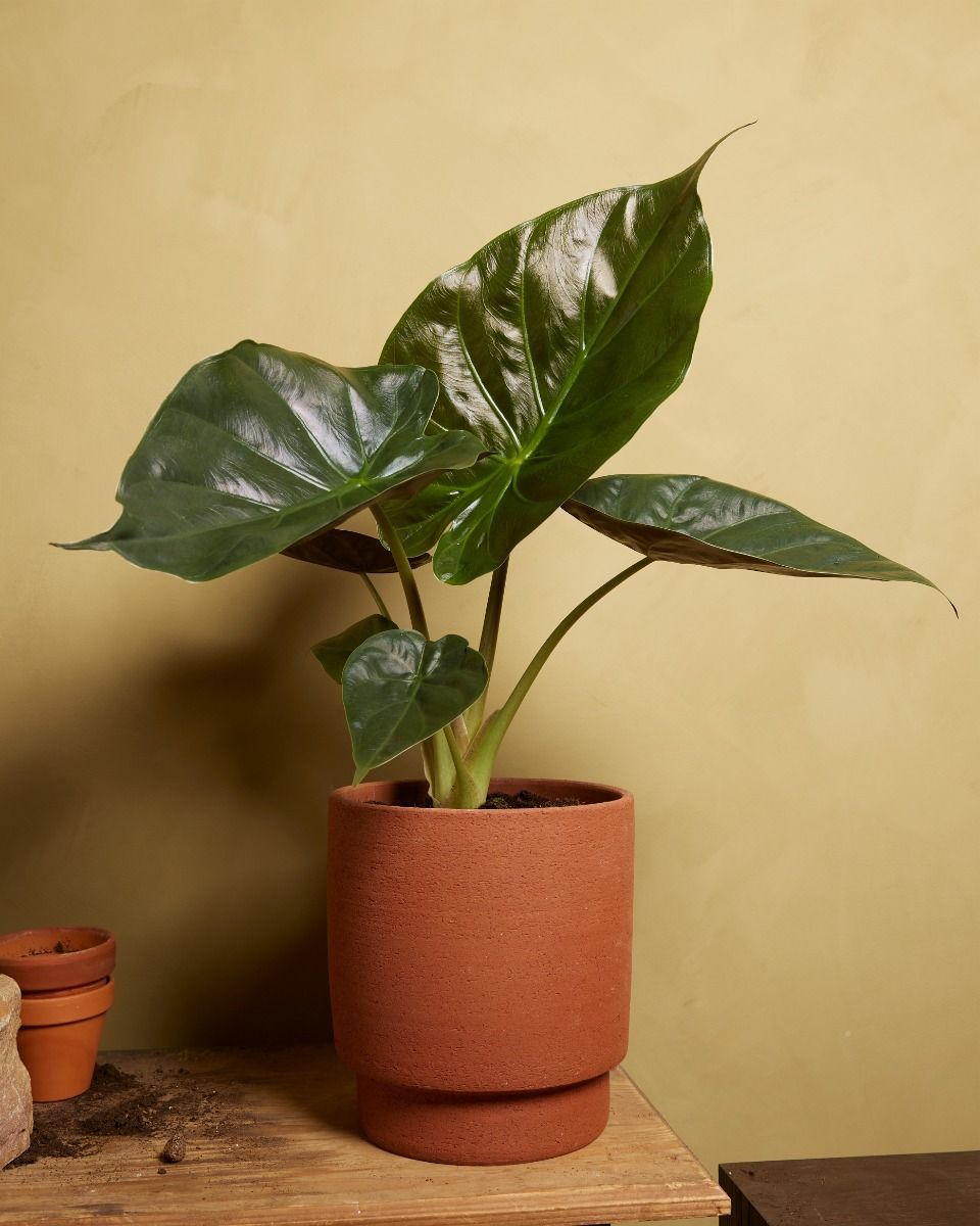 Alocasia Elephant Ears Wentii