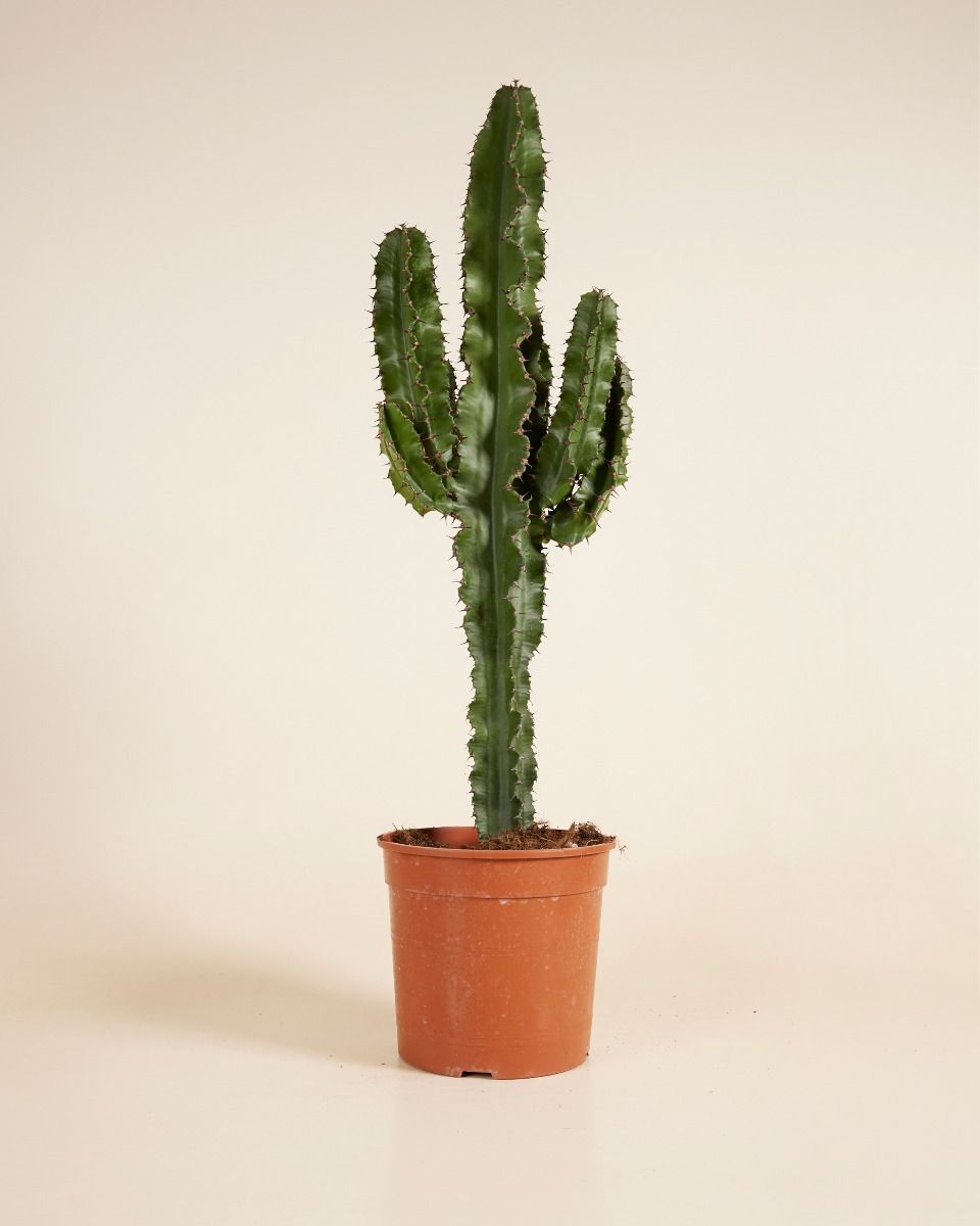Euphorbia Acruensis