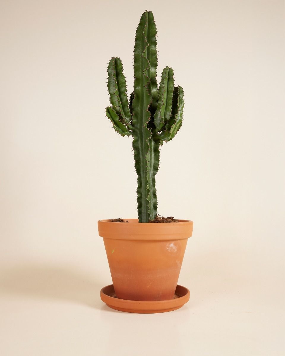 Euphorbia Acruensis