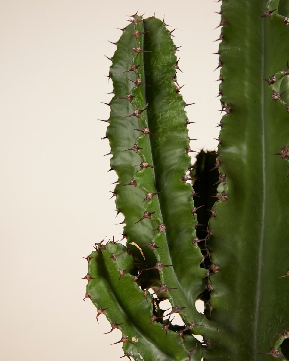 Euphorbia Acruensis