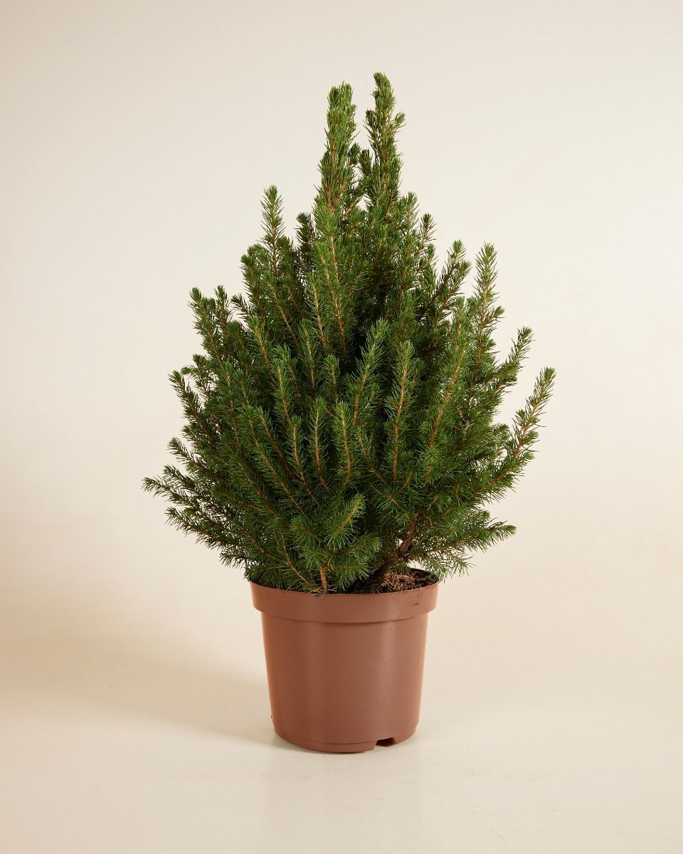 Picea Glauca 'December'