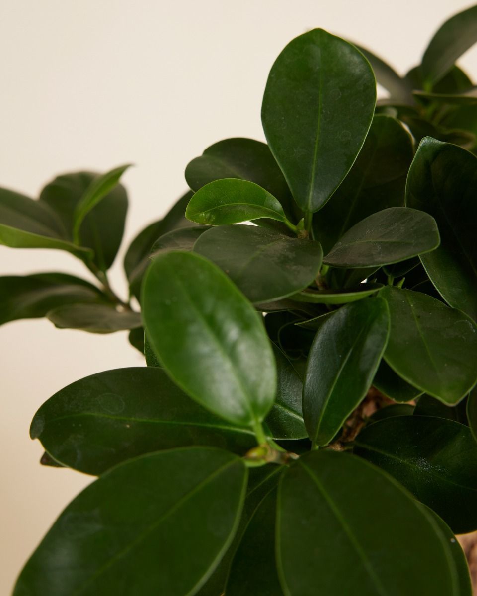 Ficus Ginseng