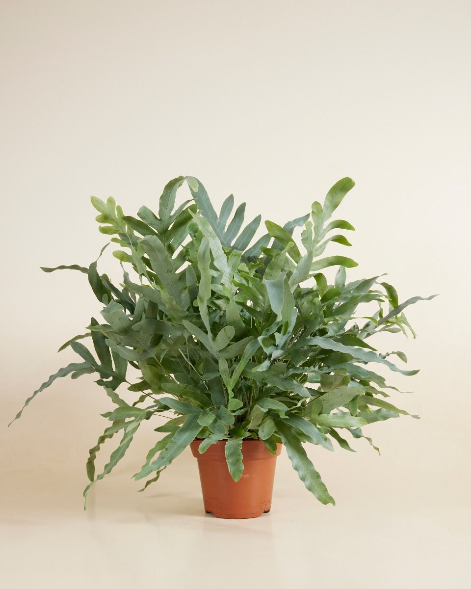 Phlebodium Boston Fern Aureum Blue Star