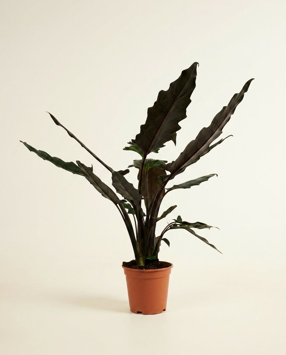Alocasia Elephant ears Lauterbachiana