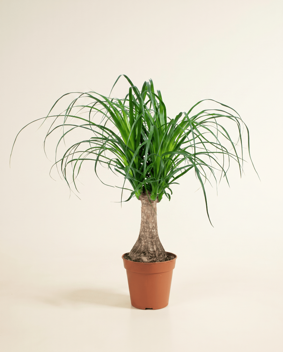 Beaucarnea Ponytail palm Recurvata