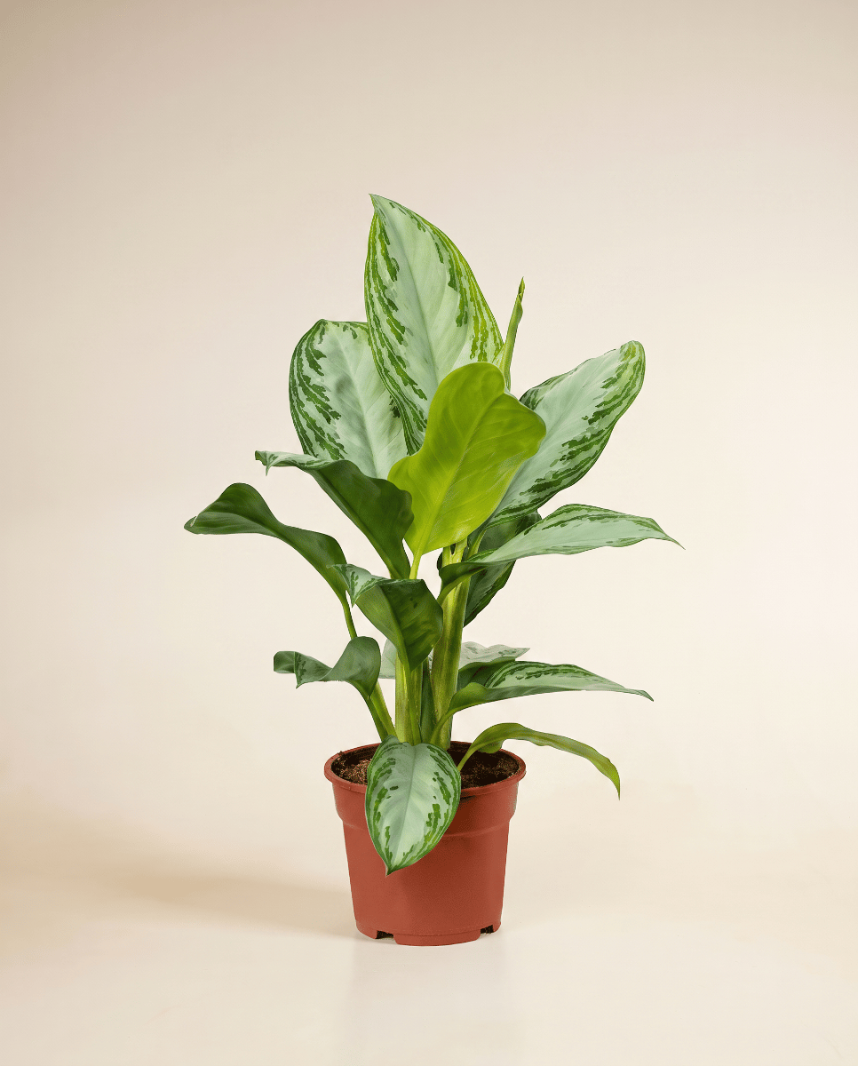 Aglaonema Chinese Evergreen Silver Bay