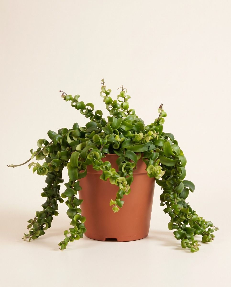 Aeschynanthus Lipstick plant Rasta